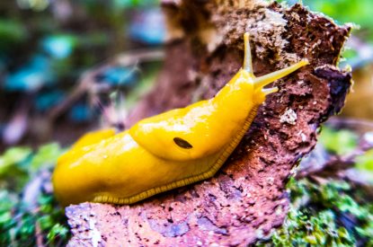 The banana slug